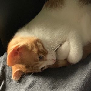 Meet your Posher, Maya